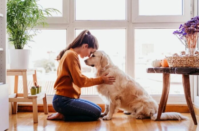 Pet Urns Celebrating the Lives and Love of Our Beloved Companions