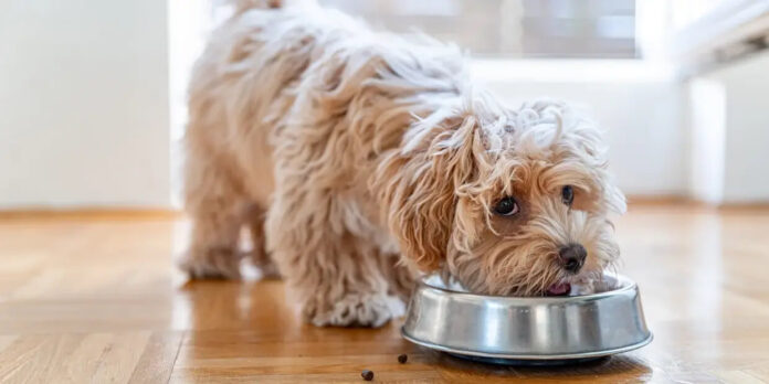 How a Dog Food Subscription for Your Animal Could Save You Money In The Long Run